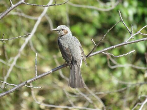 庭 鳥|庭に来る野鳥たち